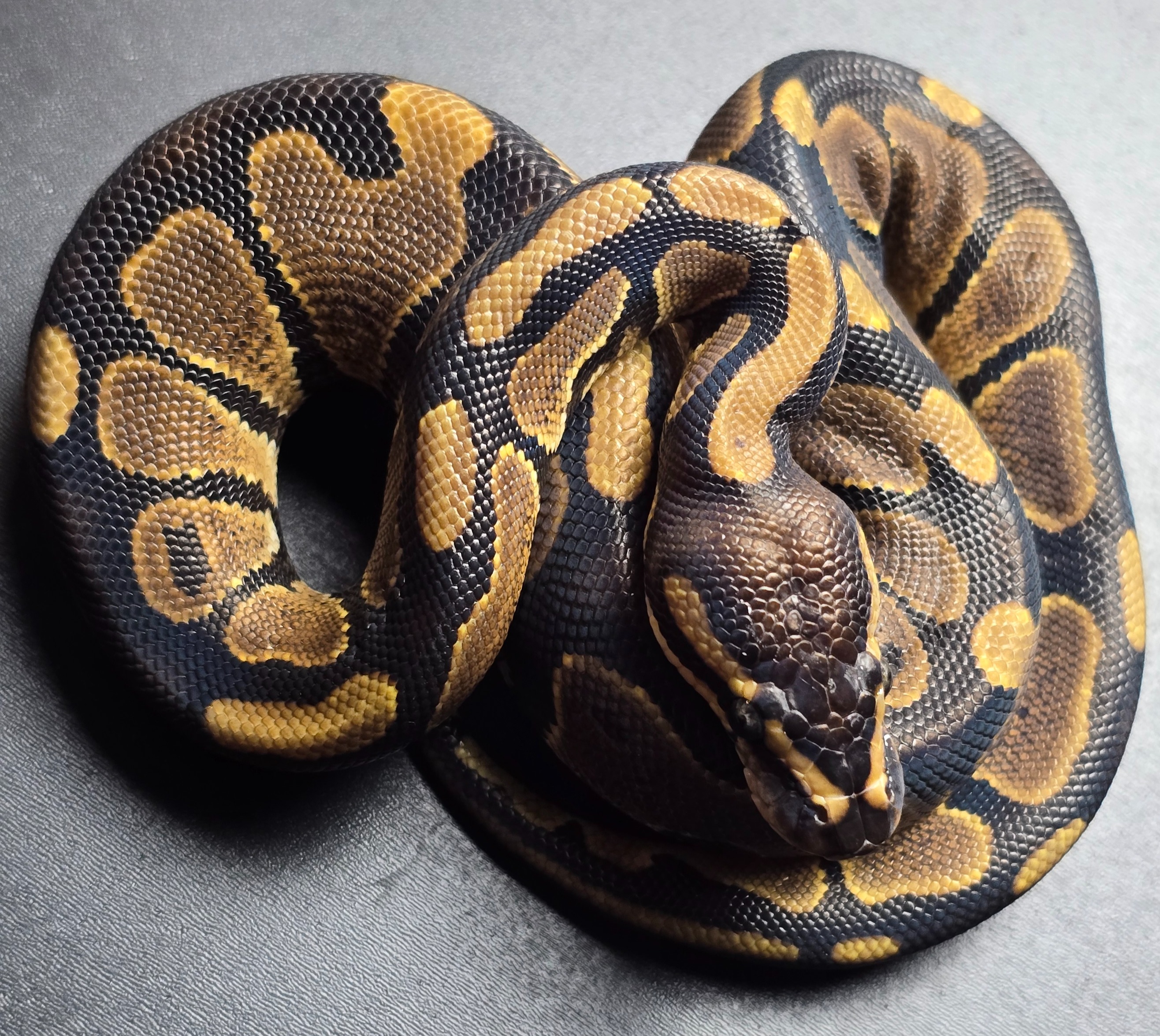 animal image