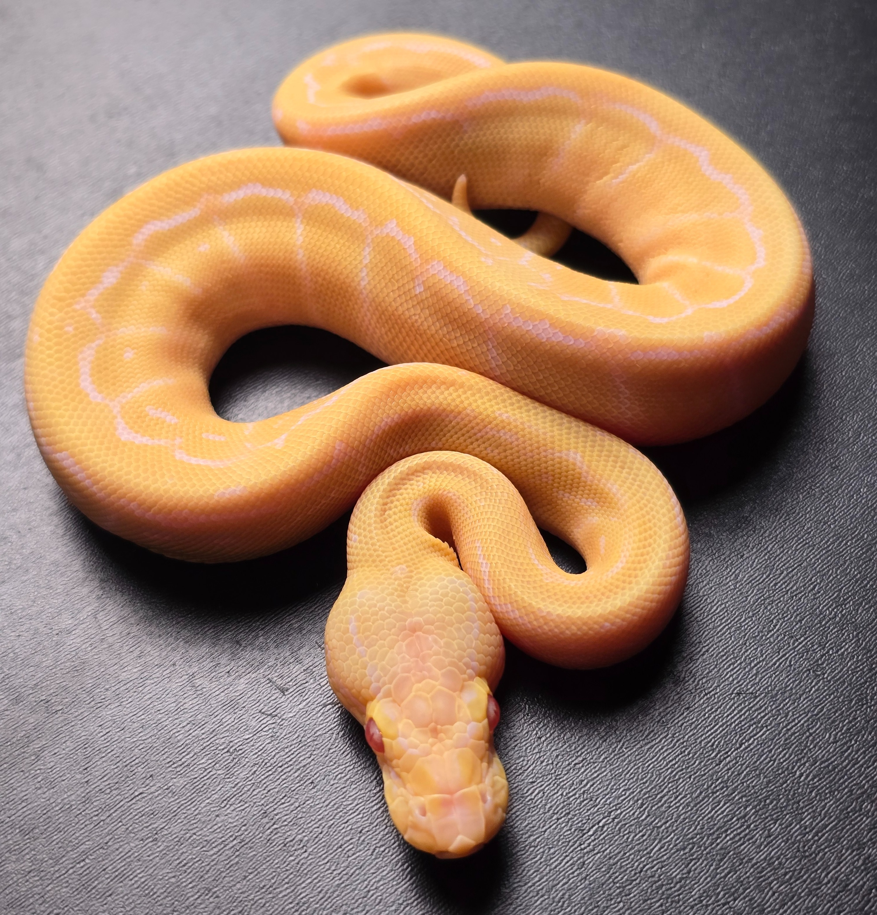 animal image