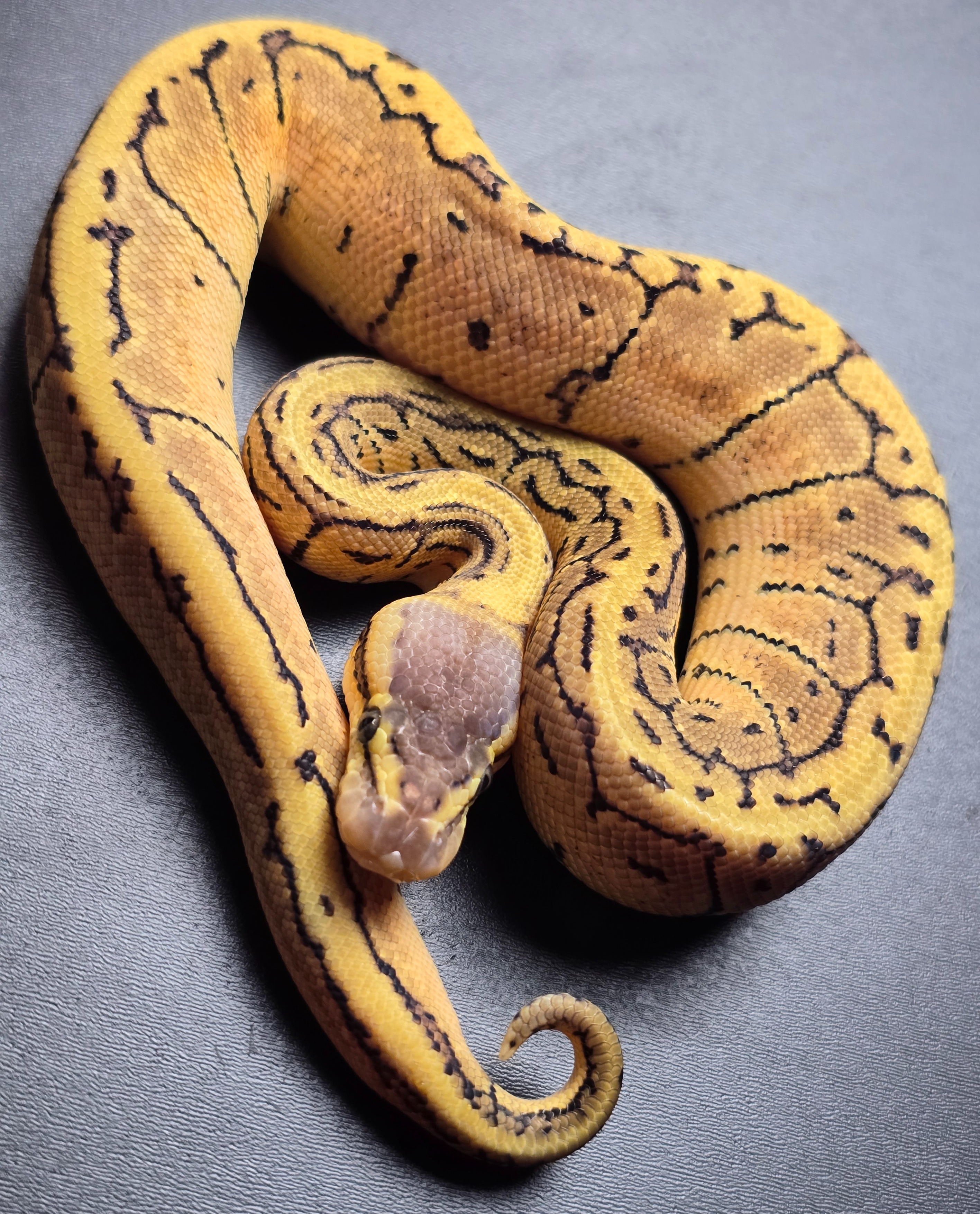 animal image