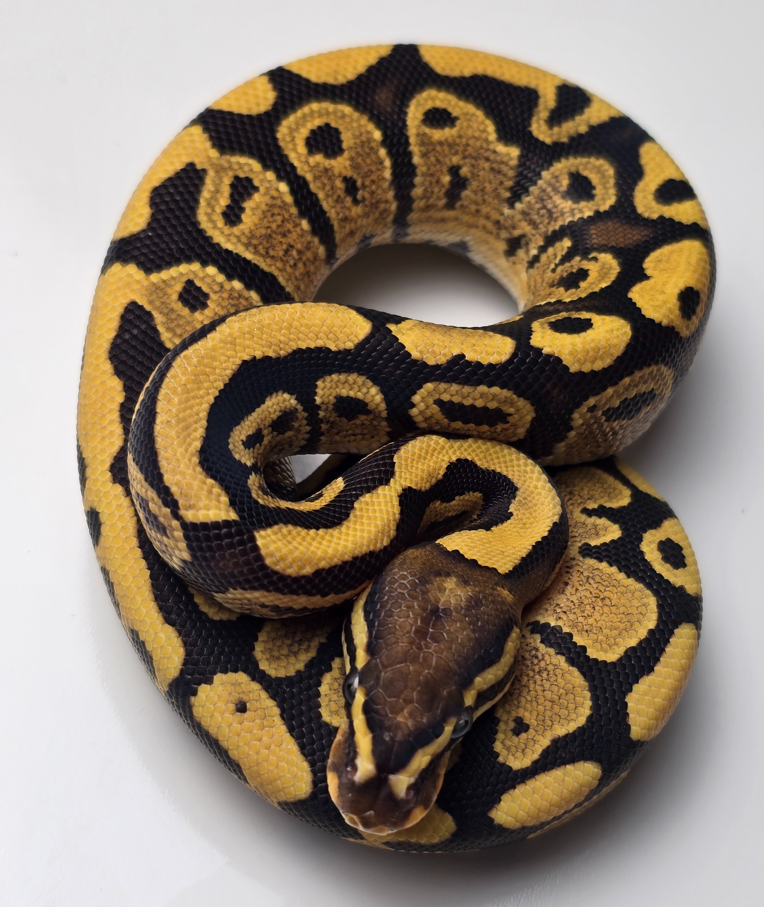 animal image