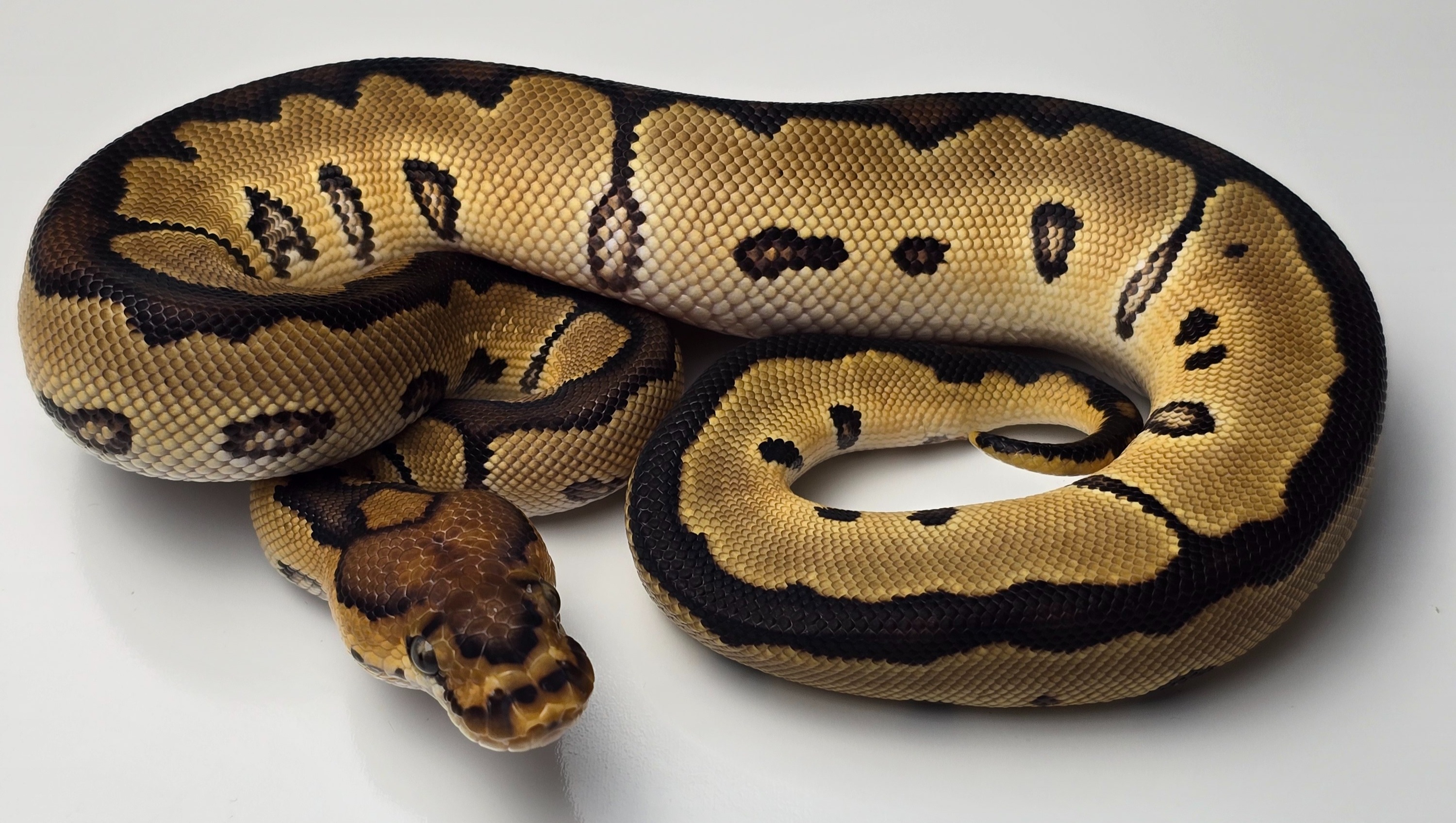 animal image