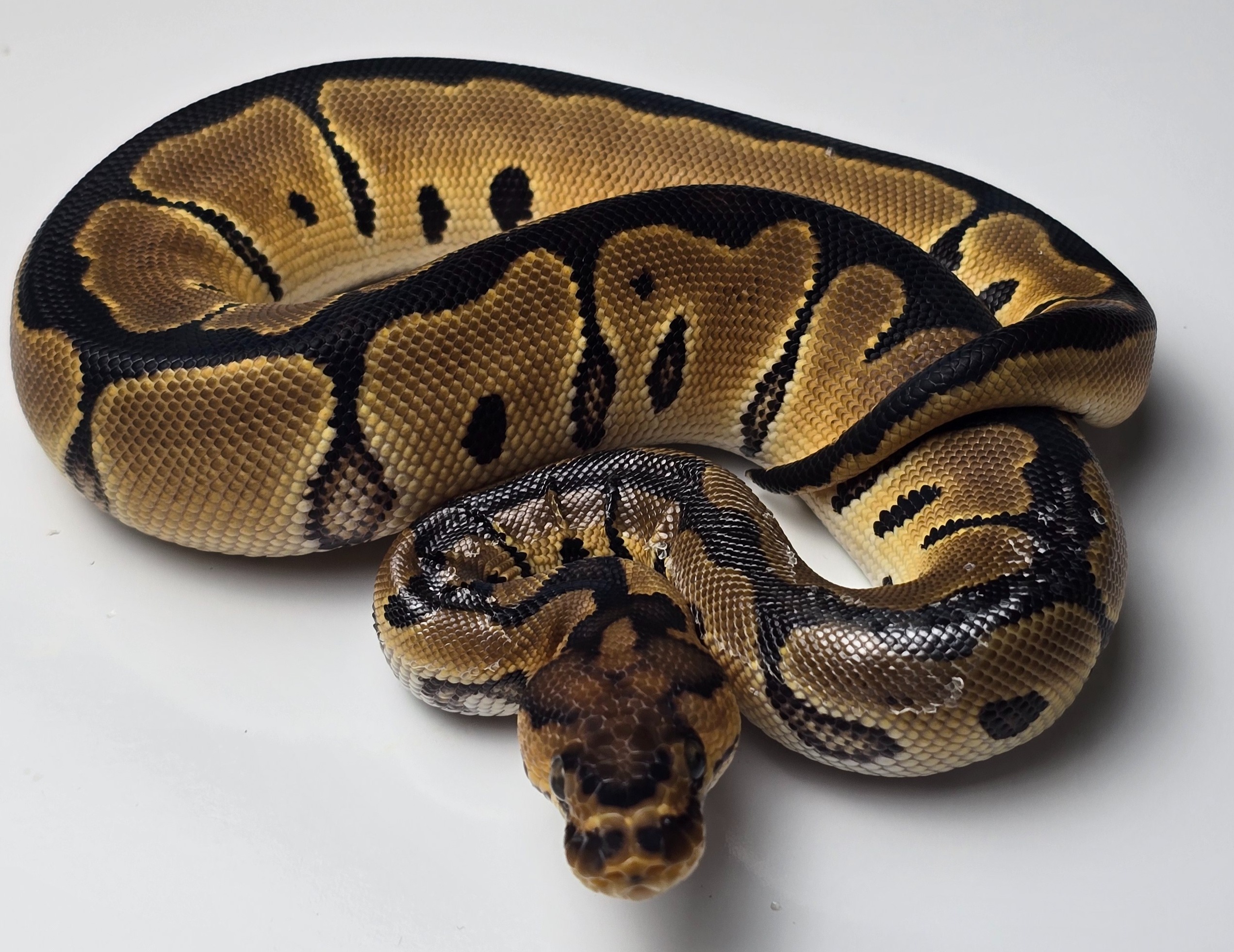 animal image