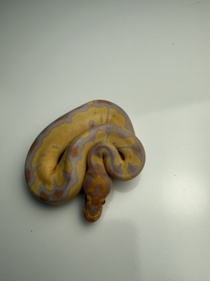 animal image