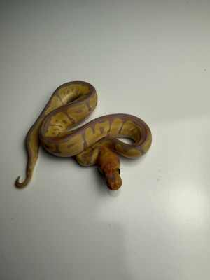 animal image
