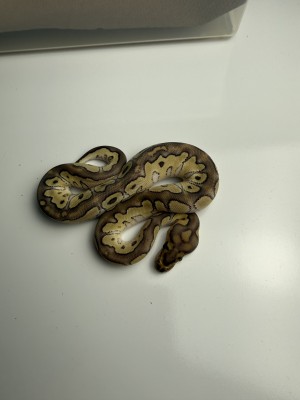animal image