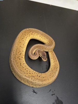 animal image