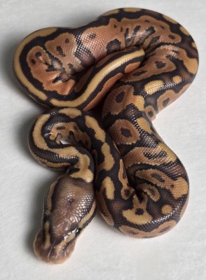 animal image