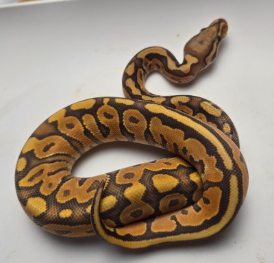 animal image