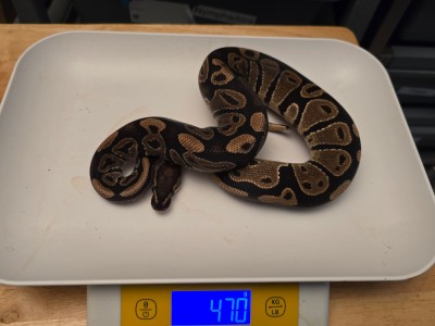 animal image