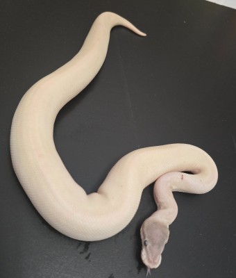 animal image