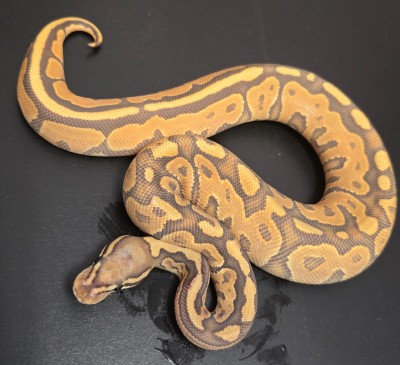 animal image