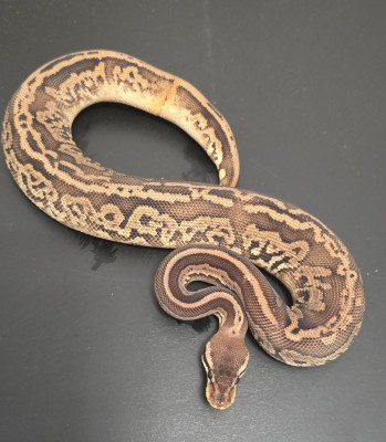 animal image