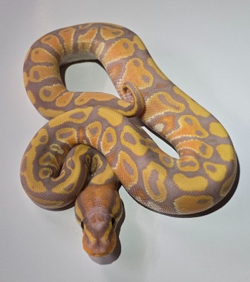 animal image
