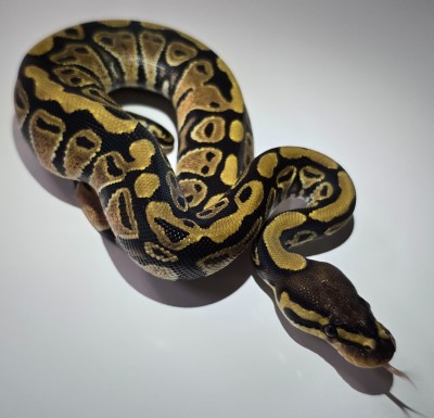 animal image