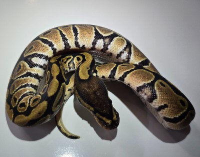 animal image