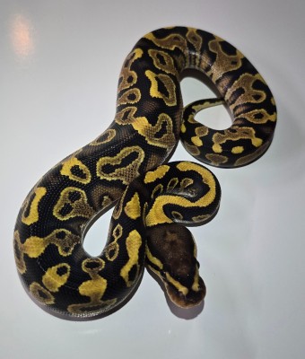 animal image