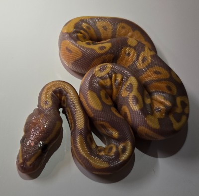 animal image