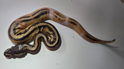 animal image