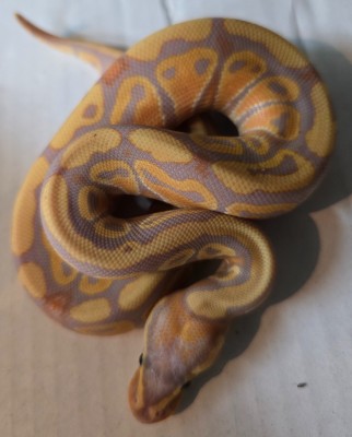 animal image