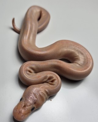 animal image