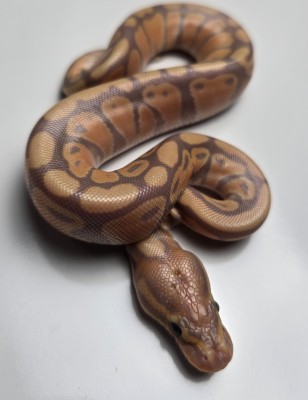 animal image