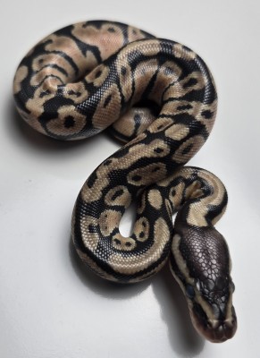 animal image