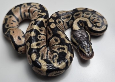 animal image
