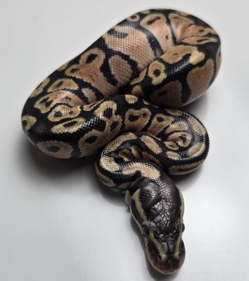 animal image