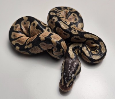 animal image