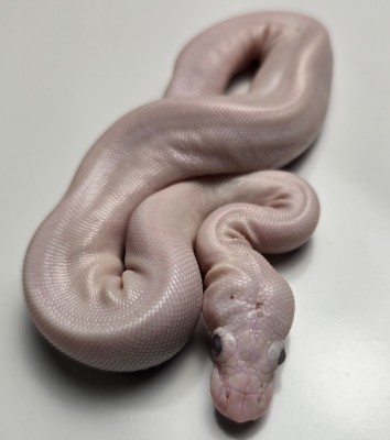 animal image