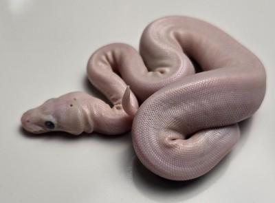 animal image