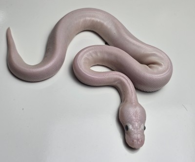animal image