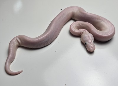 animal image