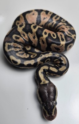 animal image