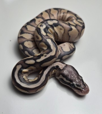 animal image