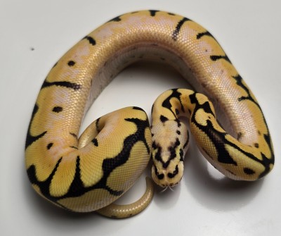 animal image