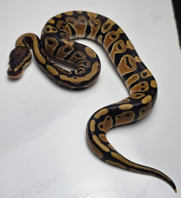 animal image