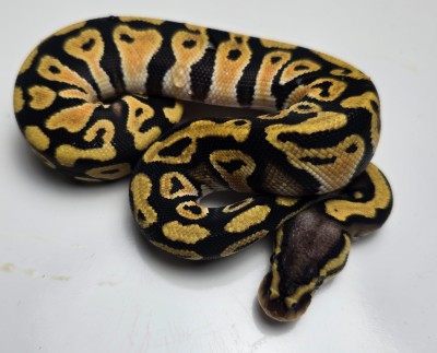 animal image