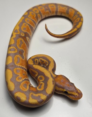 animal image