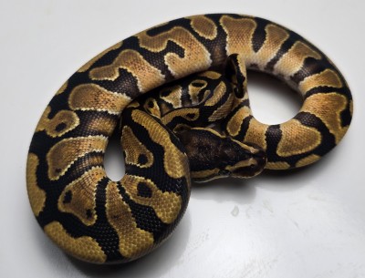 animal image