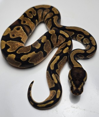 animal image