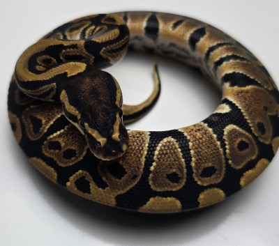 animal image