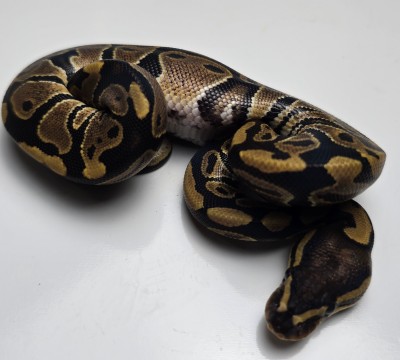 animal image