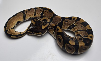 animal image