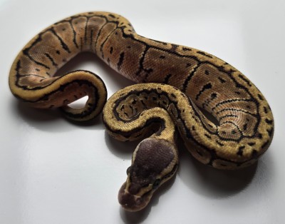 animal image