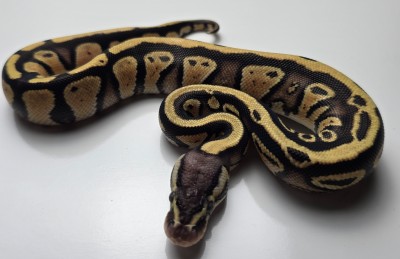 animal image