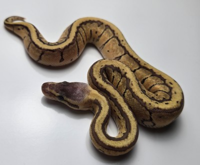 animal image