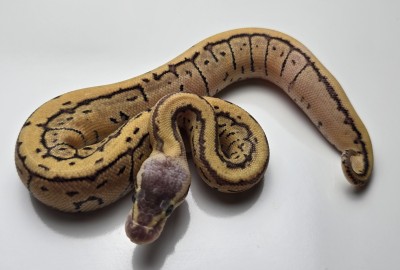 animal image