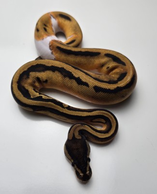 animal image