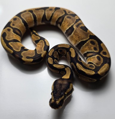 animal image